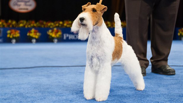 В Нью-Йорке завершилась престижная выставка собак Westminster Kennel Club Dog Show